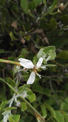Moraea brevistyla