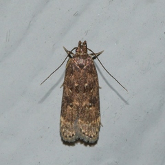 Helcystogramma melantherella