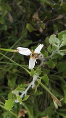 Moraea brevistyla