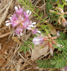 Astragalus distortus engelmannii