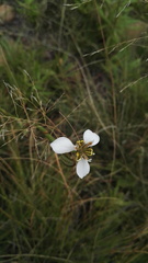 Moraea brevistyla
