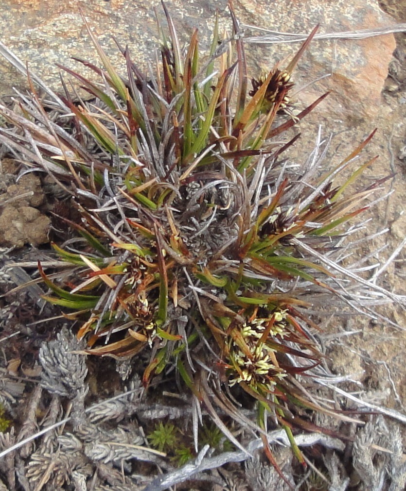 Luzula pumila