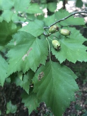 Crataegus intricata