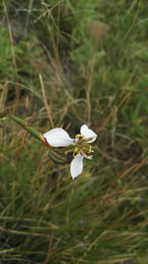 Moraea brevistyla