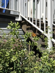 Cephrenes trichopepla