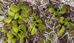 Brachyglottis bellidioides