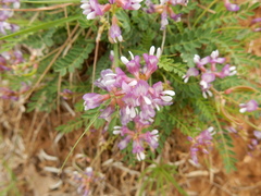 Astragalus distortus engelmannii