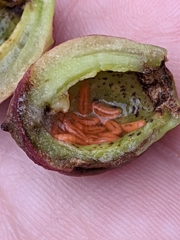 Contarinia virginianiae