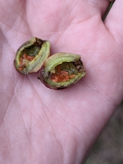 Contarinia virginianiae