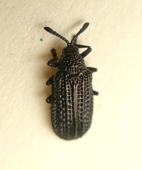 Microrhopala excavata