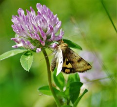 Heliothis acesias