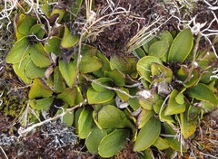 Brachyglottis bellidioides