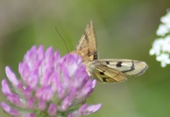 Heliothis acesias