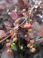 Contarinia virginianiae