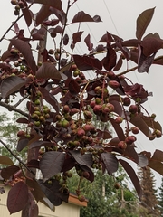 Contarinia virginianiae