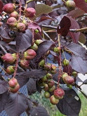 Contarinia virginianiae