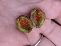 Contarinia virginianiae