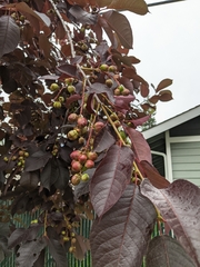 Contarinia virginianiae
