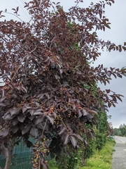 Contarinia virginianiae