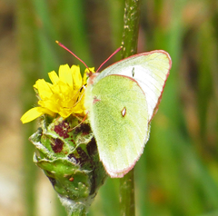Colias alexandra