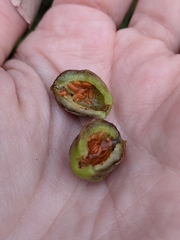 Contarinia virginianiae