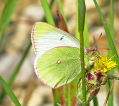 Colias alexandra