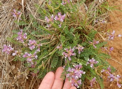 Astragalus distortus engelmannii
