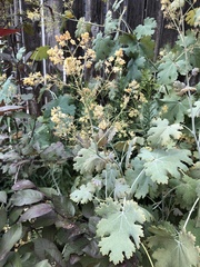 Macleaya