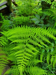 Macrothelypteris