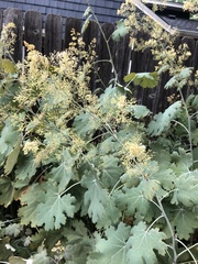 Macleaya