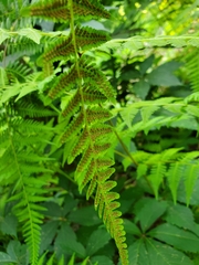 Macrothelypteris