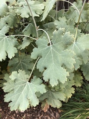 Macleaya