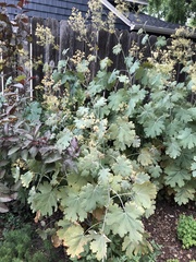 Macleaya
