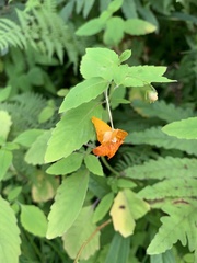 Impatiens capensis