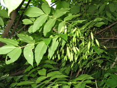Fraxinus nigra image