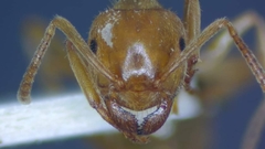 Lasius umbratus