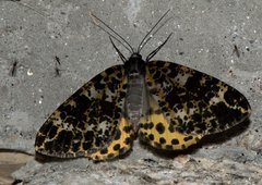 Arichanna sparsa