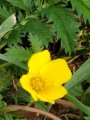 Argentina anserina