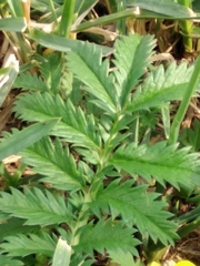 Argentina anserina