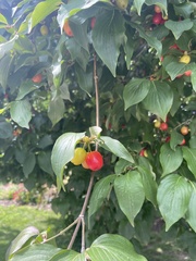 Cornus