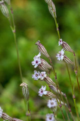 Silene ciliata