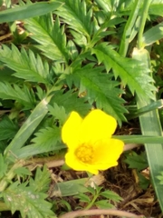 Argentina anserina