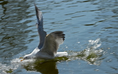 Larus argentatus argentatus