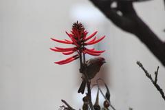 Haemorhous mexicanus