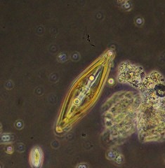 Craticula cuspidata