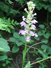 Platanthera grandiflora