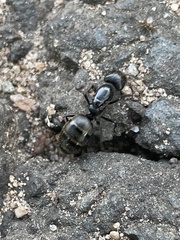 Formicidae