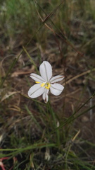 Chlorophytum cooperi