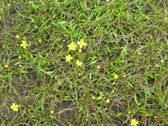 Ranunculus flammula filiformis