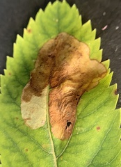 Agromyza valdorensis